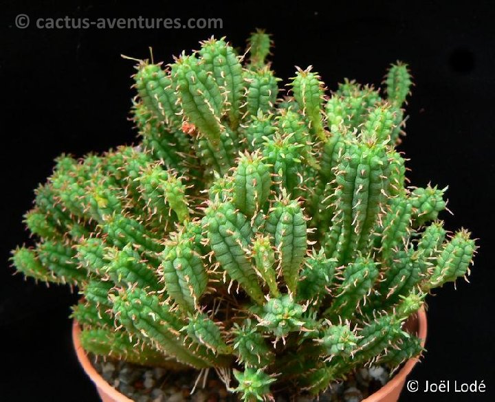 Euphorbia submammillaris P1250947